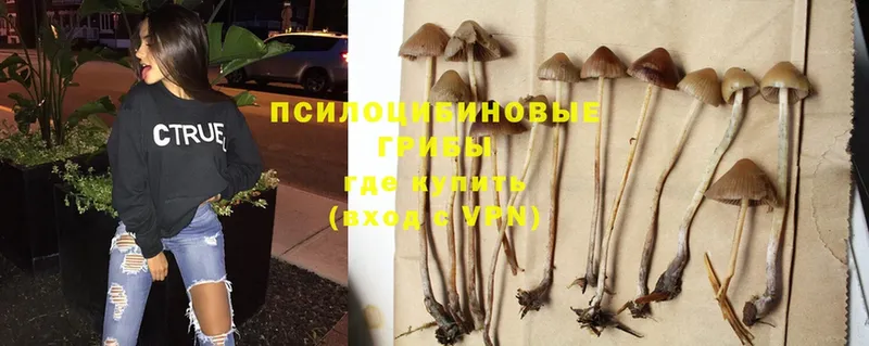 Псилоцибиновые грибы Cubensis  OMG ONION  Зуевка 